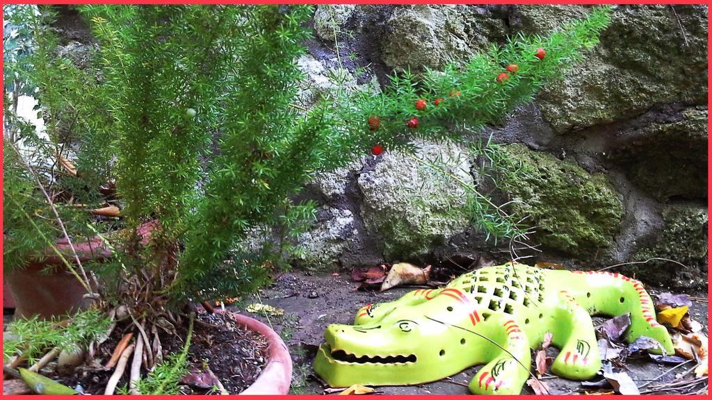 B&B La Salamandra Kitchengarden Forio  Exterior photo