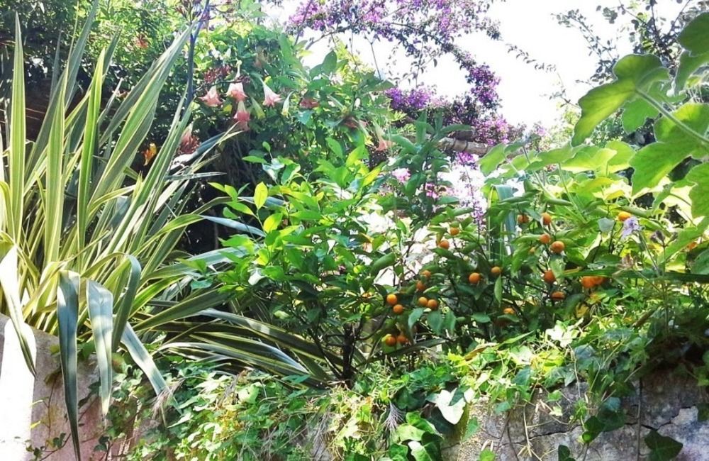 B&B La Salamandra Kitchengarden Forio  Exterior photo